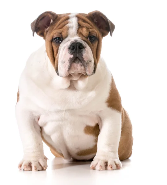 Engels bulldog pup — Stockfoto