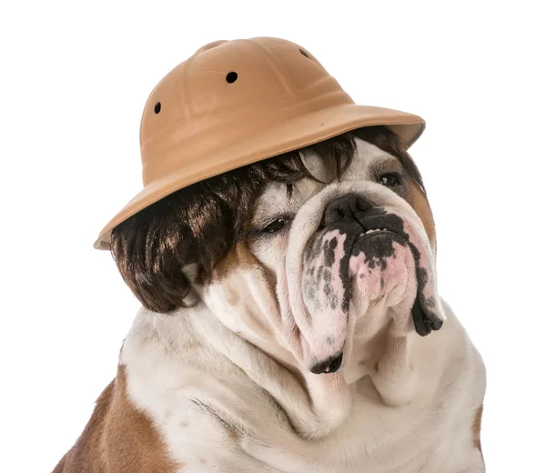Dog on safari — Stock Photo, Image