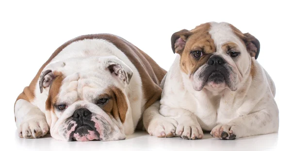 Två bulldogs — Stockfoto