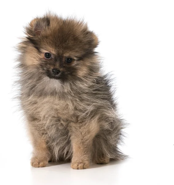 Pomeranian köpek yavrusu — Stok fotoğraf