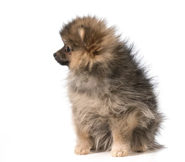 Pomeranian köpek yavrusu — Stok fotoğraf