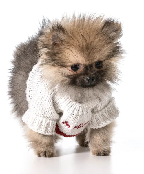 Sevgililer günü köpek yavrusu — Stok fotoğraf