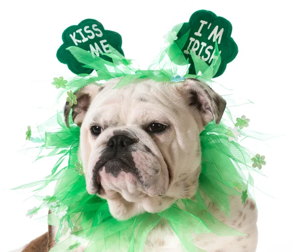 St. Patricks Day Hund — Stockfoto