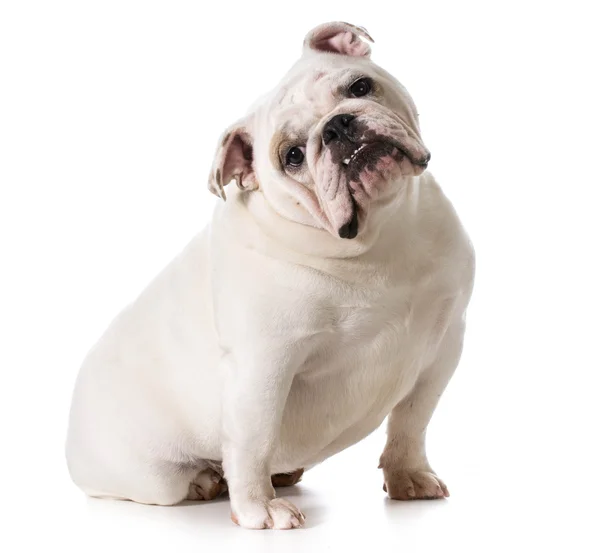 Engelse Bulldog — Stockfoto