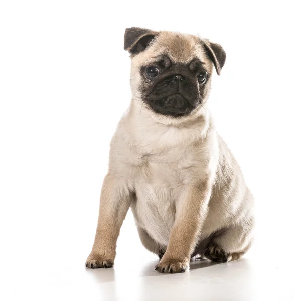 Şirin pug — Stok fotoğraf