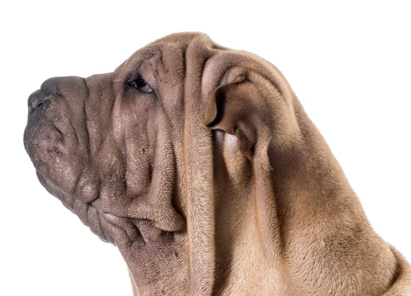 Čínština shar pei — Stock fotografie