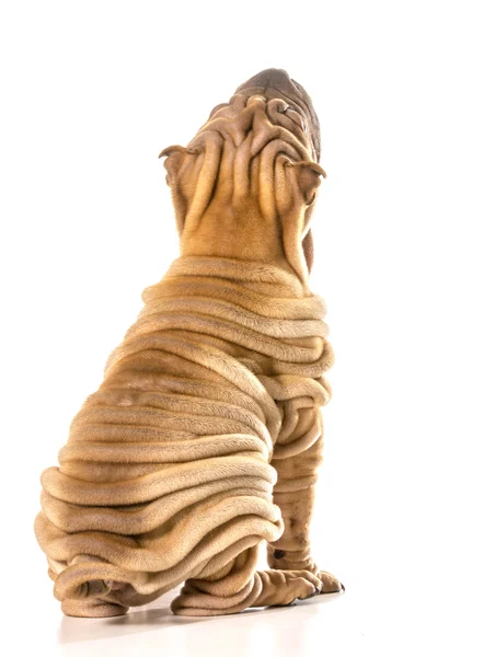 Çin shar pei — Stok fotoğraf