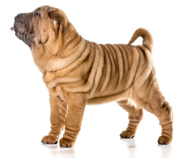 Čínština shar pei — Stock fotografie