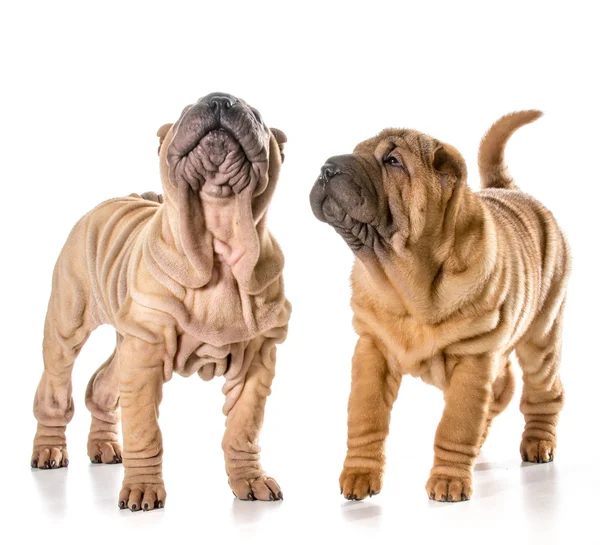 Twee chinese shar pei puppies — Stockfoto