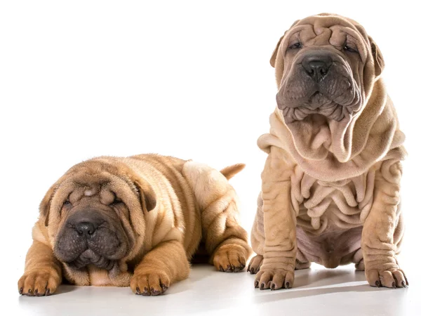 Twee chinese shar pei puppies — Stockfoto