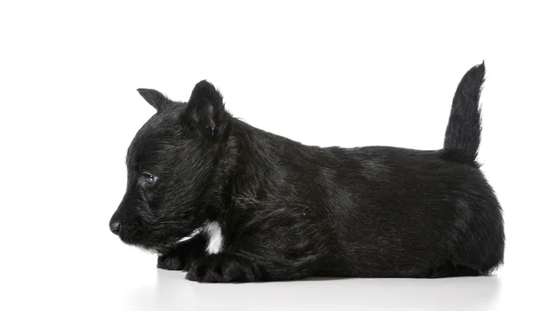 Schotse Terriër pup — Stockfoto