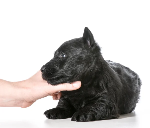Hand holding puppy — Stock Photo, Image