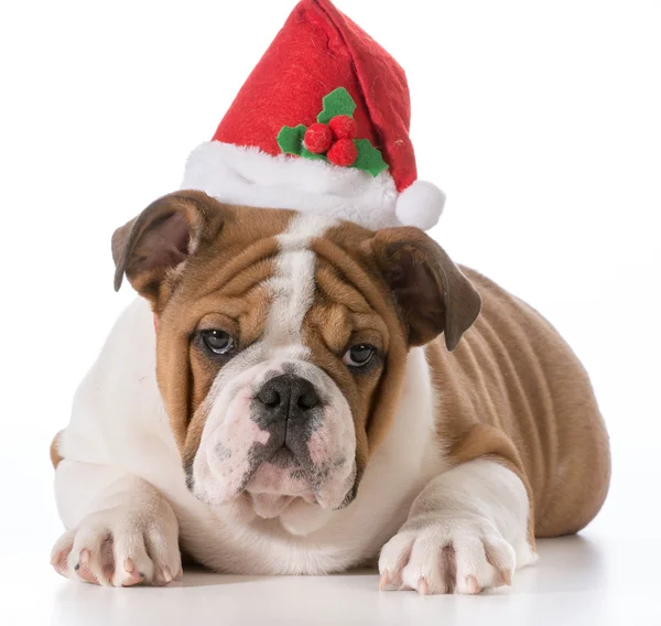 Christmas puppy — Stockfoto