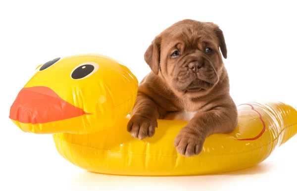 Bezpečnost vodní pes — Stock fotografie