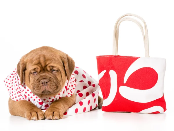 Vrouwelijke puppy — Stockfoto