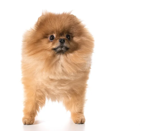 Pomeranian — Stock fotografie