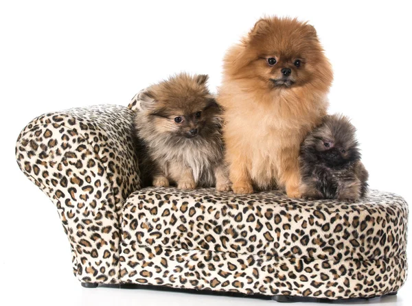 Pomeranian aile — Stok fotoğraf