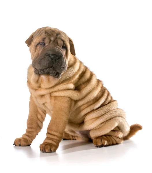 Chinese shar pei puppy — Stock Photo, Image