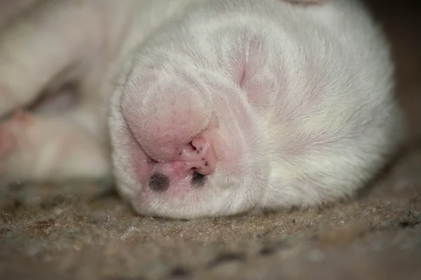 갓 태어난 강아지 — 스톡 사진