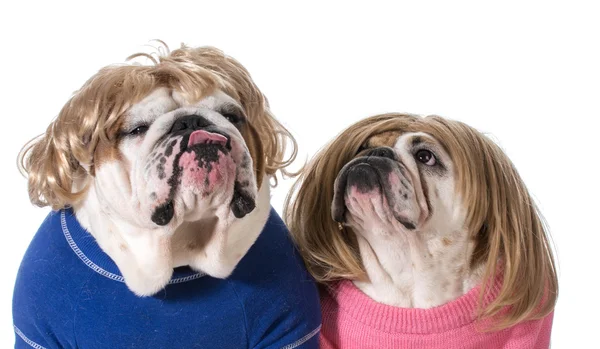 Dog couple — Stock Photo, Image