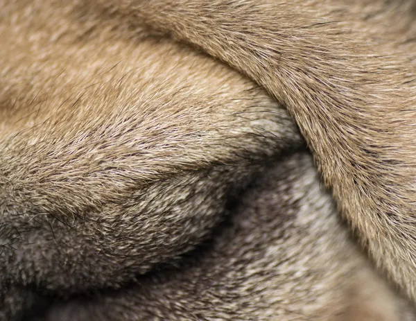 Peli di cane — Foto Stock