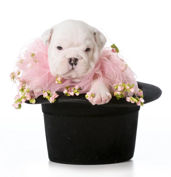 Schattig puppy — Stockfoto