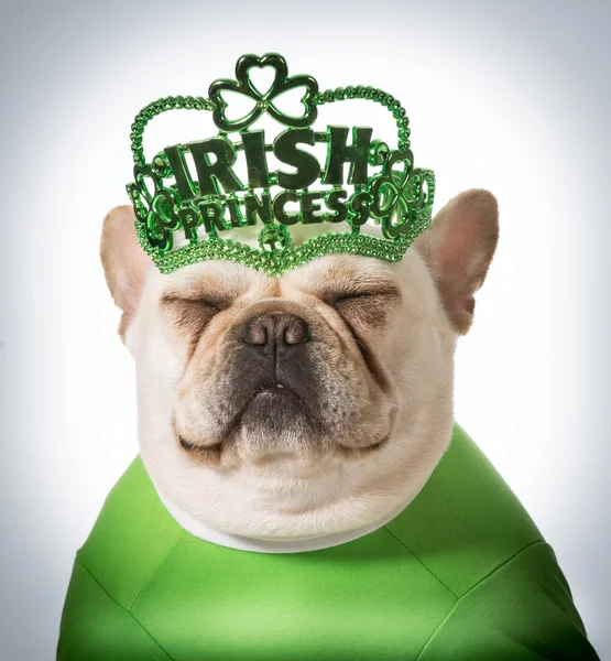 St patricks Tag Hund — Stockfoto