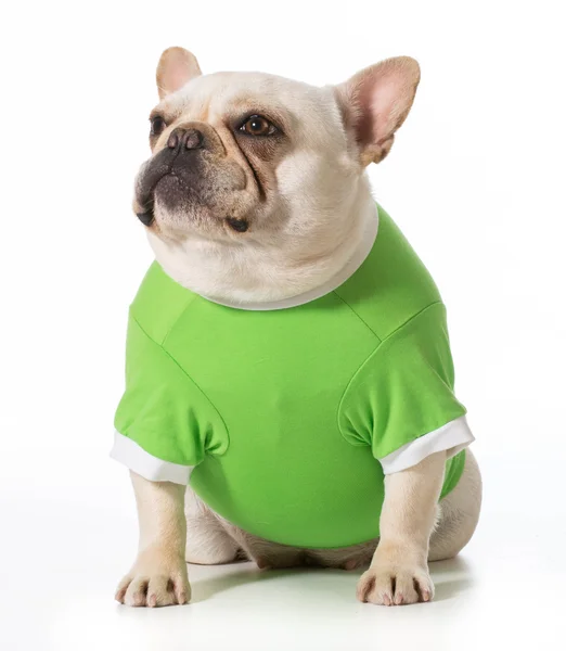 French bulldog — Stock Photo, Image