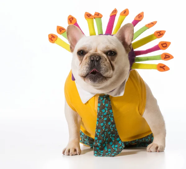 Birthday dog — Stock Photo, Image