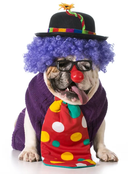 Funny dog — Stock Photo, Image