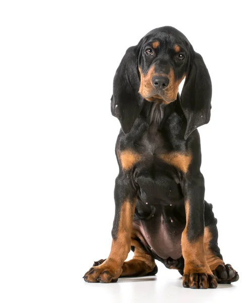 Black and tan coonhound — Zdjęcie stockowe