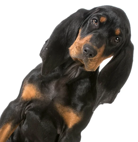 Black and tan coonhound — Zdjęcie stockowe