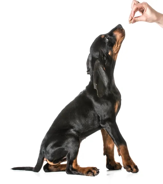 Entrenamiento de perros — Foto de Stock