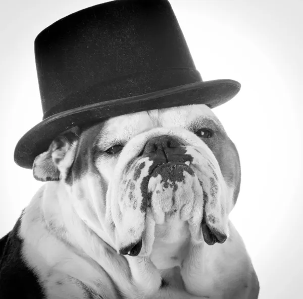 Formal dog Royalty Free Stock Images