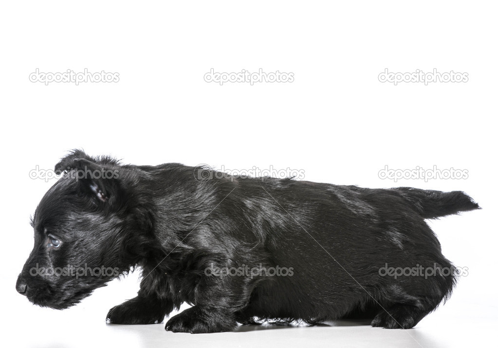Scottish terrier puppy