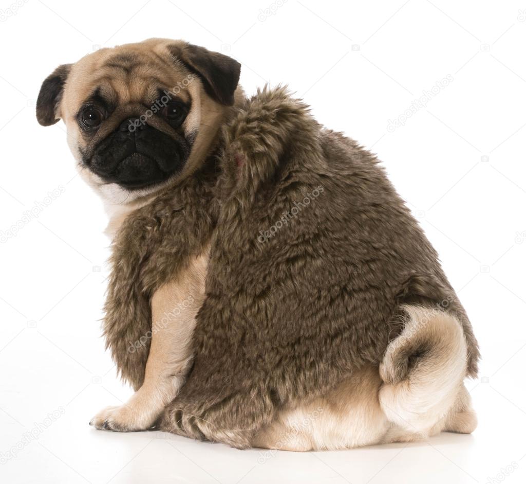 Pug coats clearance