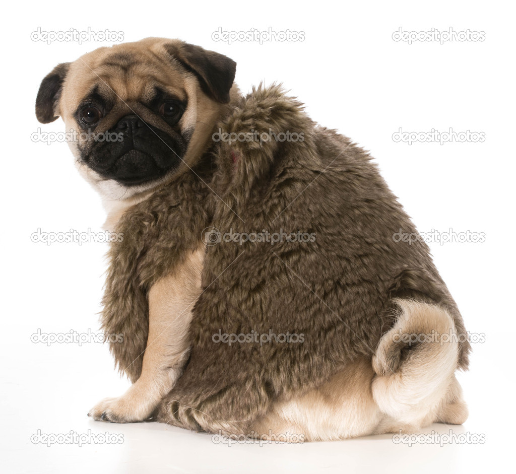 Pug in fur coat