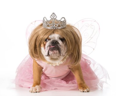 şımarık köpeği