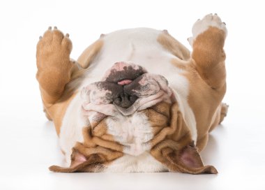 Köpek uyuyor.