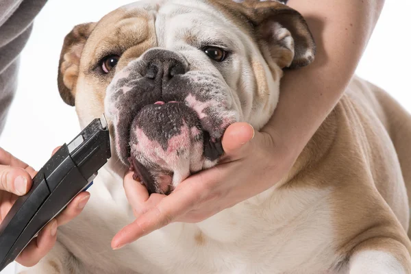 Preparação de cães — Fotografia de Stock