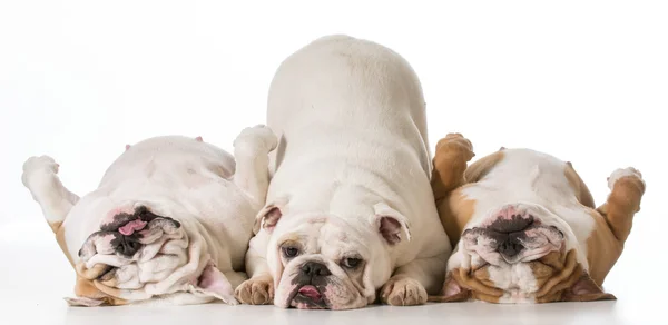 Três cães — Fotografia de Stock