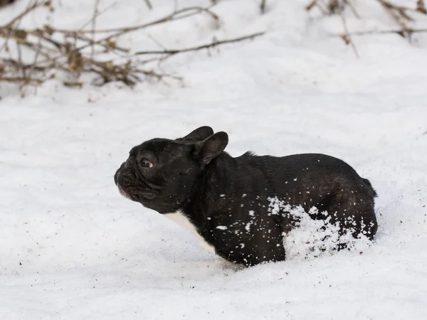 Pes běží ve sněhu — Stock fotografie