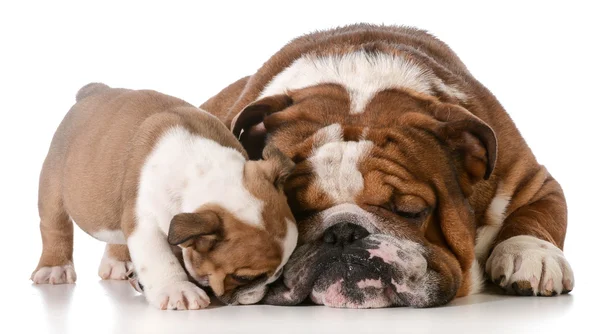 Bulldog far och son — Stockfoto