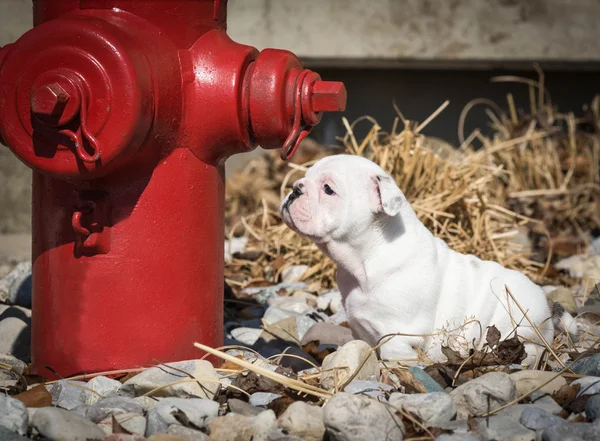 Schattig puppy — Stockfoto