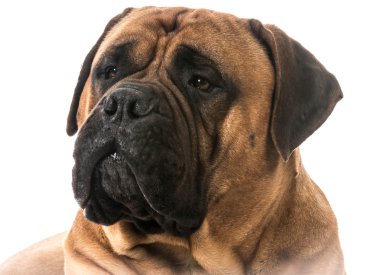 bullmastiff portre