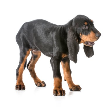 siyah ve tabaklamak coonhound