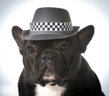 köpek giyiyor şapka