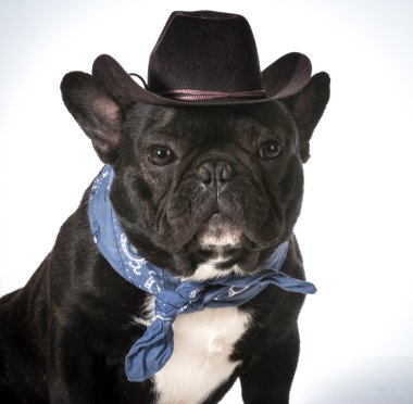 ülke köpek