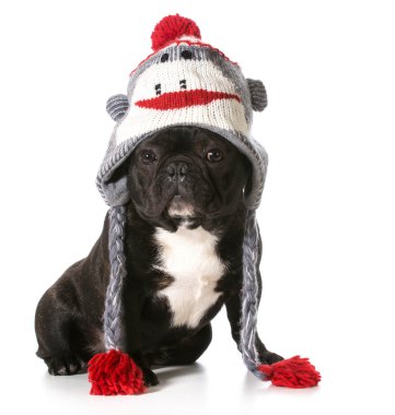 köpek giyiyor şapka