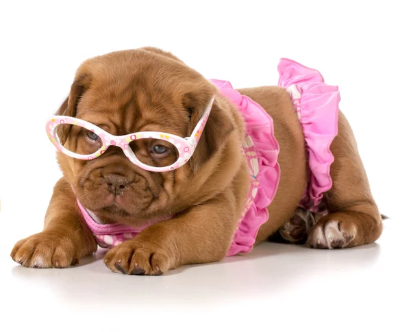 Hund im Bikini — Stockfoto